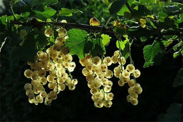 観葉植物の増やし方｜私が実際に試した失敗しないコツ5選
