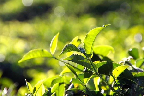 観葉植物の増やし方｜私が実際に試した失敗しないコツ5選