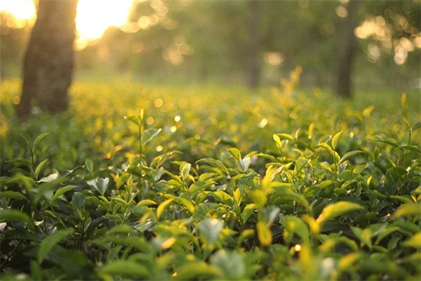 誕生月の花が教えるあなたの性格 – 12ヶ月の花言葉と育て方のコツ