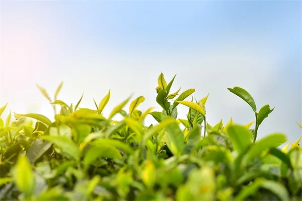 中西部北部で成功する野菜栽培の3つの關鍵技巧