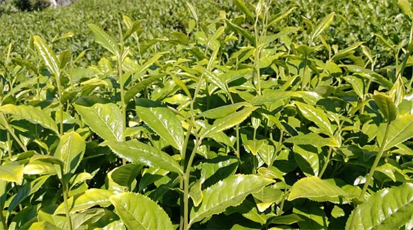 粘土植物ラベルの作り方｜プロも認める魅力と注意点を徹底解説