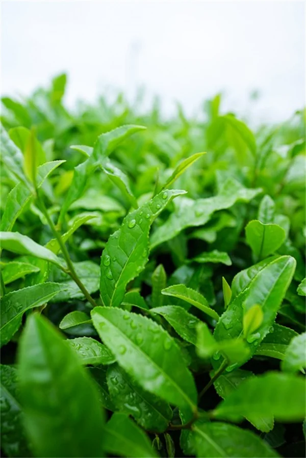 発熱植物って知ってる？スカンクキャベツの驚くべき能力とガーデニングに役立つ温度調節の秘密